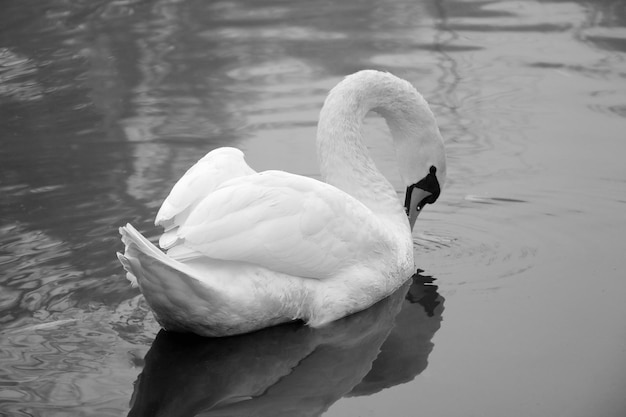 秋の霧の朝に白鳥が池を泳ぐ白黒写真