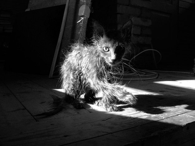 Foto foto in bianco e nero di un gatto bagnato gatto di strada nascosto sul tetto