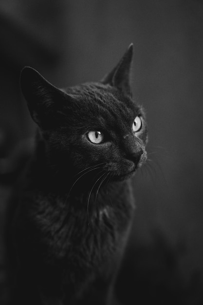 Black and white photograph of a gray cat