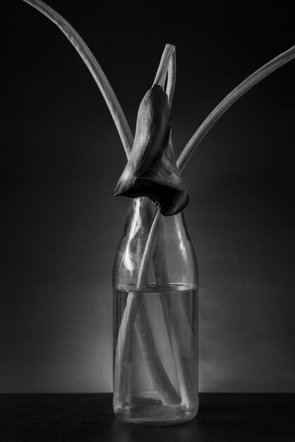 Foto fotografia in bianco e nero di una calla