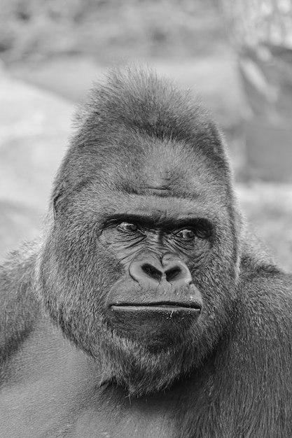 Black and white picture of an adult male of western lowland\
gorilla, (gorilla gorilla gorilla) face portrait