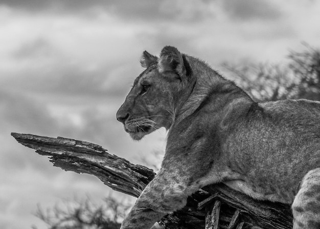 black and white picture of a lioness watching from a tree