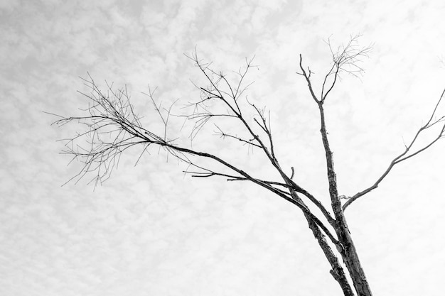 Photo black and white pictures, dead trees under the sky