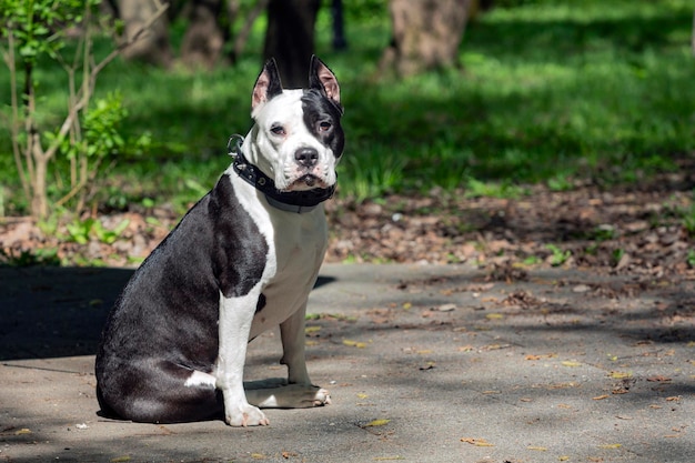 A black and white pit bull terrier sits on a path in the woods.