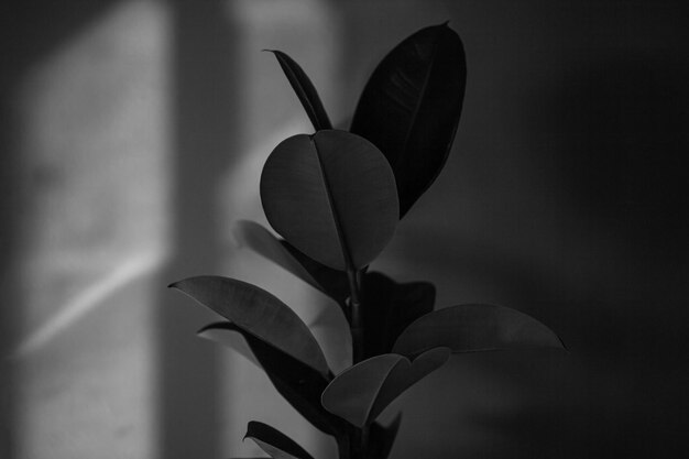 Photo black and white plant image home decoration and use in living room vintage film with grain