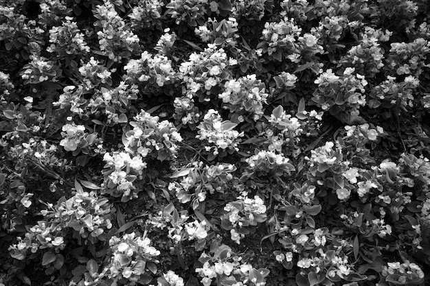 Photo black & white planted flowers at city park texture