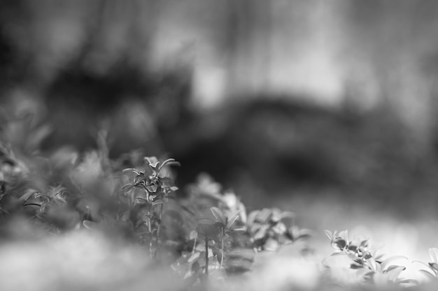 Black and white plants bokeh backdrop hd