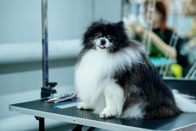 ドッグサロンのグルーミングテーブルに座っている黒と白のポメラニアン犬