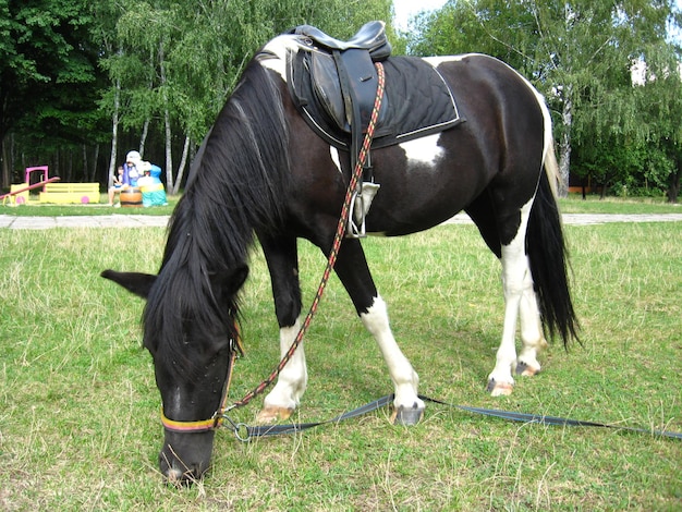 Black and white pony with a saddle