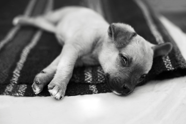 Ritratto in bianco e nero del cane del bambino che dorme sul pavimento.