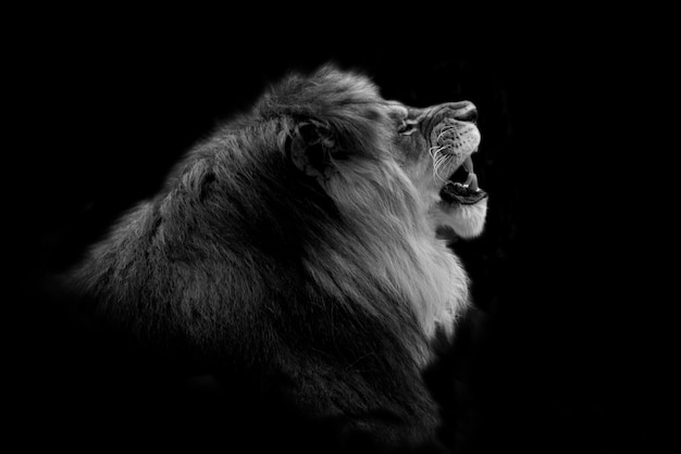 Black and white Portrait of a gorgeous Male Lion against black background. Dark moody animal photo.