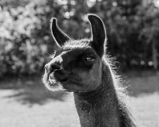 Black and White Portrait of a Llama