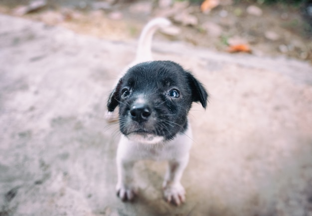 黒白い子犬が探しています