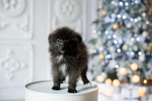 Black and white puppy standing on a barrel in front of the tree