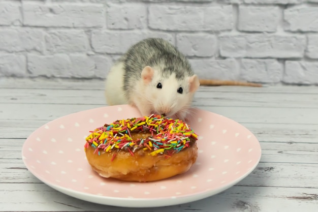 Black and white rat eating sweet donut pastry. Not on a diet.birthday.