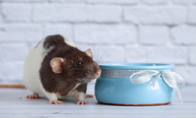 A black and white rat eats sour cream from a blue clay pot