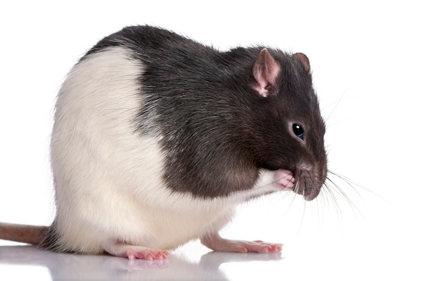 Black and white Rat on white isolated