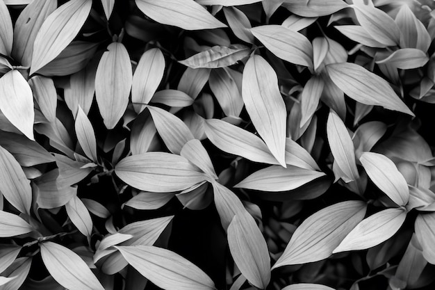 Foto struttura monocromatica tropicale in stile retrò in bianco e nero con messa a fuoco morbida