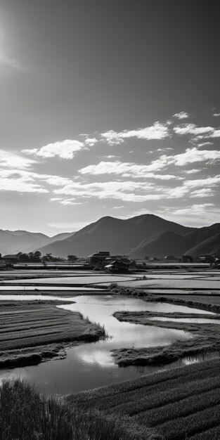 Black And White Rice Field Photography With Mountains And Soft Light