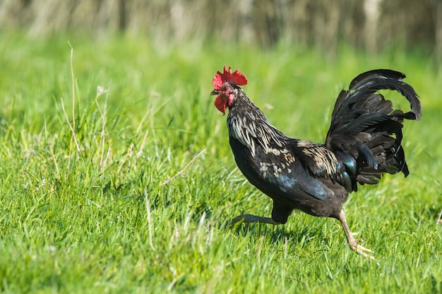 Pollo gallo bianco e nero in esecuzione in sfondo verde erba