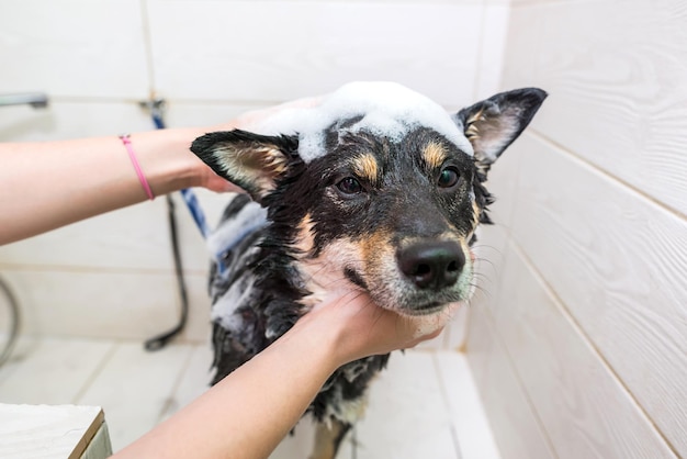 Black and white Shiba Inu dog in the groomer's salon The groomer washes the dog with his hands