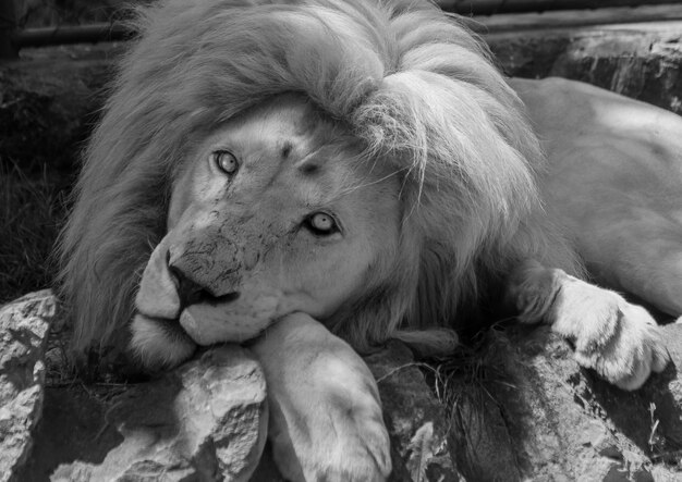 Black and white shot of a cute east african lion in nature