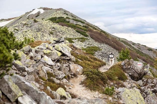 Black and white Siberian husky dog on a Mountain hill covered with yellow moss