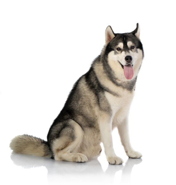 Black and white siberian Husky dog on white