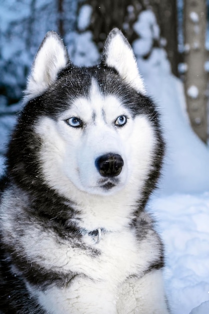 Black and white Siberian husky dog with blue eyes on walk in winter park.