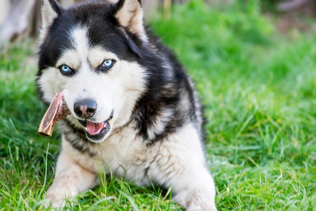 Black and white siberian husky eats bone on meadow