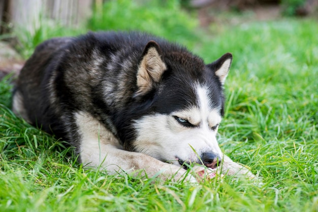 Black and white siberian husky eats bone on meadow