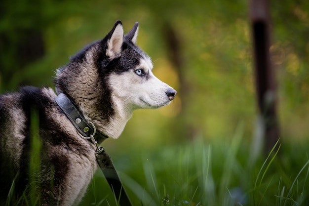 黒と白のシベリアンハスキーが立っている自然の風景に幸せな犬青い目