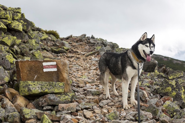 Black and white Siberian husky standing on a mountain in the background of mountains and yellow stones The dog grimaces Happy dog on a natural landscape