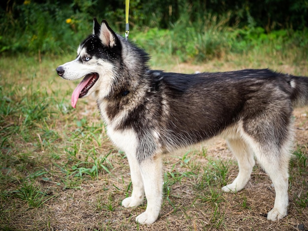 A black and white Siberian husky walking on a summer field