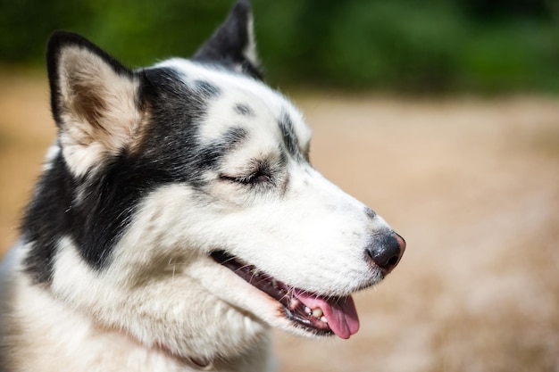 Black and white Siberian husky walking in the summer fieldxA