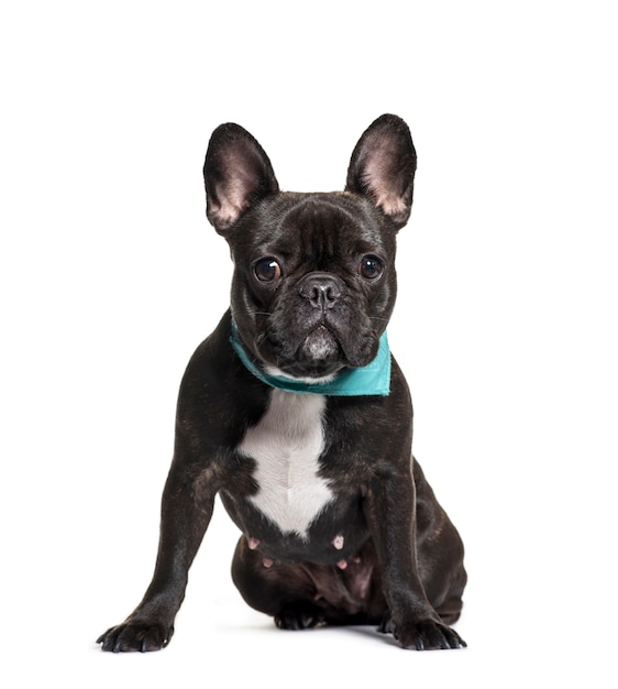 Black and white Sitting French Bulldog dog, isolated