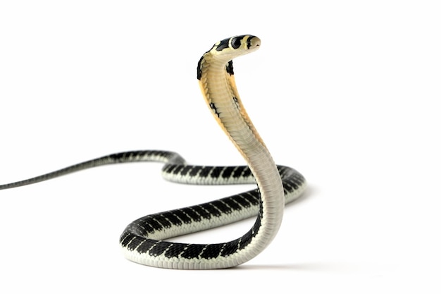 Foto un serpente bianco e nero con uno sfondo bianco