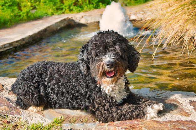 Black and white Spanish water dog lying next to a fountain in a park.