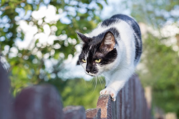 古い木の柵の上を歩く黒と白の斑点のある猫