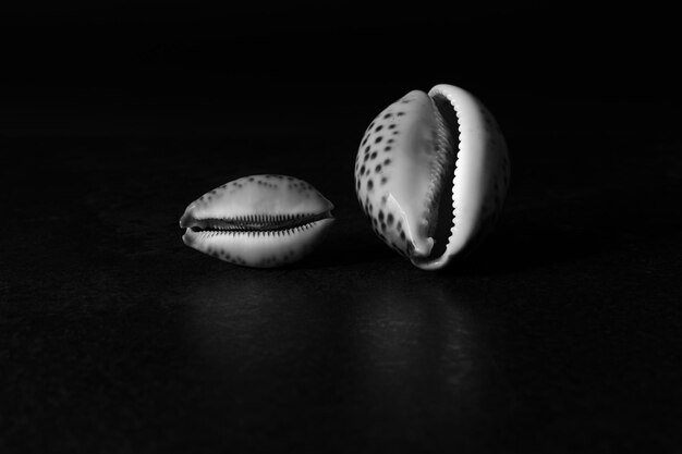 Black and white still life with two seashell of Cypraeidae family in harsh light on dark background