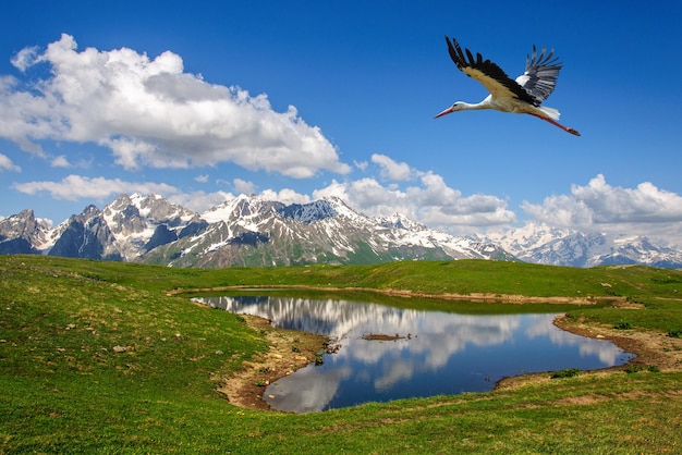 A black and white stork flies over the picturesque Koruldi Lake in Georgia