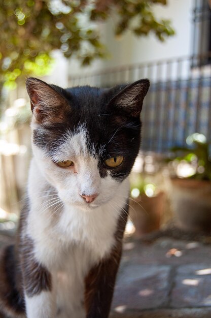 白黒の野良猫