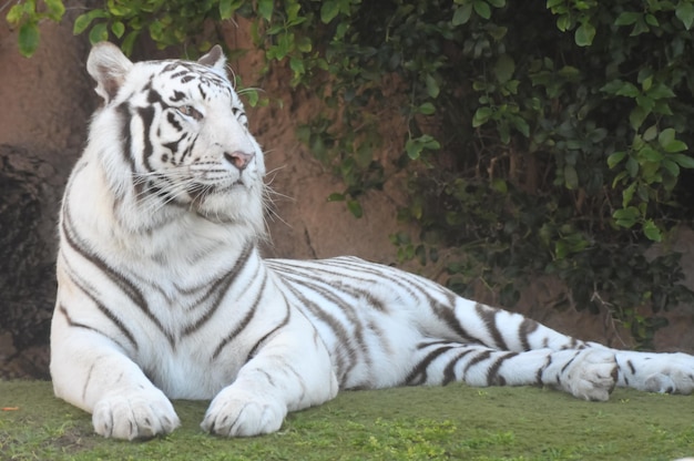 Photo black and white striped tiger