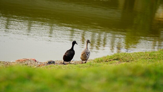 Black and white swan on grass