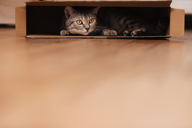 흑백 얼룩 무늬 고양이가 바닥에있는 골판지 상자에 올라와 그 안에서 뛰어 놀았습니다.
