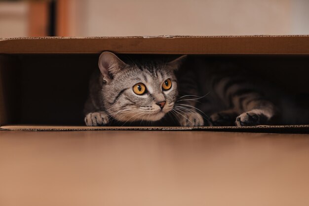 A black and white tabby cat climbed into a cardboard box on the floor and frolicked inside it.