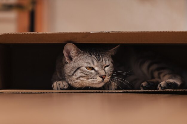 A black and white tabby cat climbed into a cardboard box on the floor and frolicked inside it.