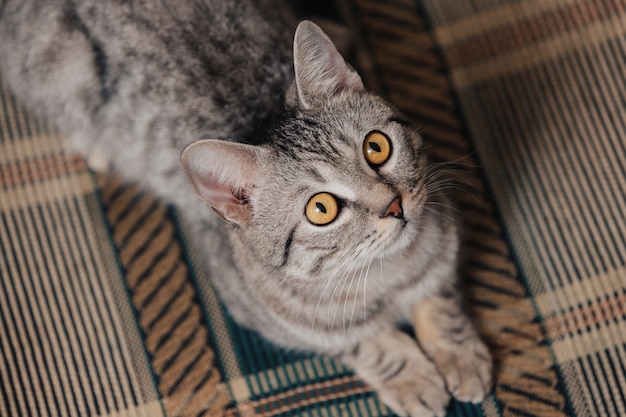 Black and white tabby cat with orange eyes. The cat is lying on a sofa or armchair.