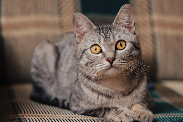 Black and white tabby cat with orange eyes. The cat is lying on a sofa or armchair.