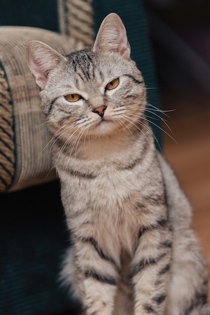 オレンジ色の目を持つ黒と白のぶち猫。猫はソファや椅子の近くの床に座っています。動物はカメラに目を細めています。